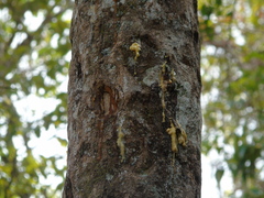 Styrax paralleloneurus