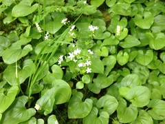 Claytonia sibirica
