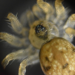 Oecobius