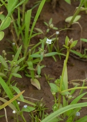 Oldenlandia stocksii