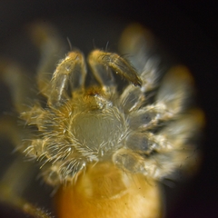 Oecobius