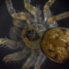 Oecobius