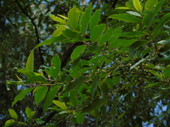 Litsea cubeba
