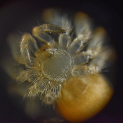 Oecobius