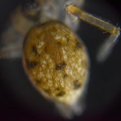 Oecobius