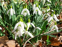 Galanthus nivalis