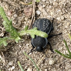Microschatia inaequalis