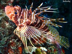 Pterois sphex