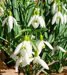 Galanthus nivalis