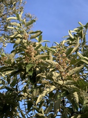 Moquiniastrum polymorphum