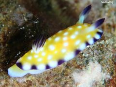 Goniobranchus vibratus