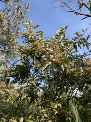 Moquiniastrum polymorphum