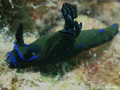 Tambja morosa