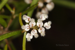 Grevillea umbellulata