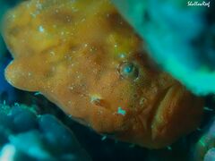 Antennatus tuberosus