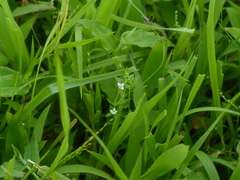 Oldenlandia stocksii