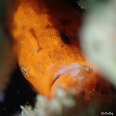 Antennatus tuberosus