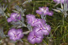 Thysanotus multiflorus