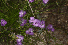 Thysanotus multiflorus