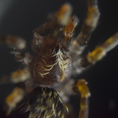Labahitha marginata