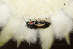 Neocuris