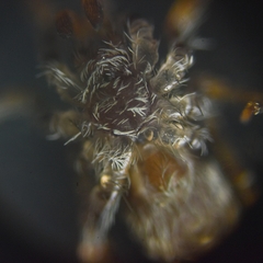 Labahitha marginata