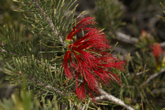 Melaleuca quadrifida