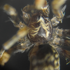 Labahitha marginata
