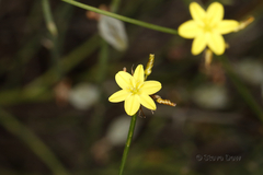 Tricoryne
