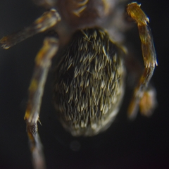 Labahitha marginata