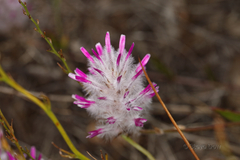 Ptilotus manglesii