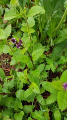Verbena recta