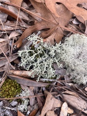 Cladonia leporina