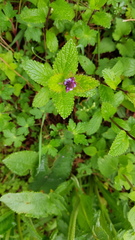Verbena recta