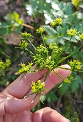 Tauschia hartwegii