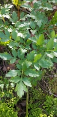 Tauschia hartwegii