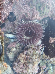 Urticina clandestina