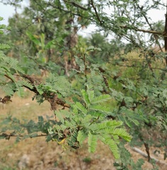 Vachellia nilotica