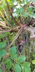 Tauschia hartwegii