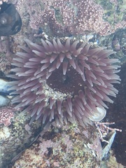 Urticina clandestina