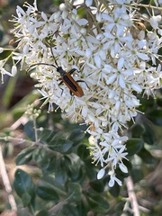 Stenoderus