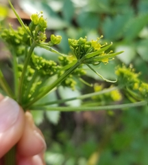 Tauschia hartwegii