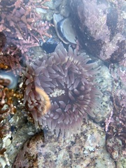 Urticina clandestina