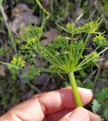 Tauschia hartwegii