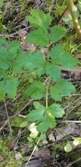 Tauschia hartwegii