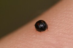 Serangium maculigerum