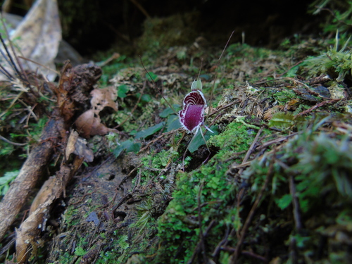 Corybas caudatus