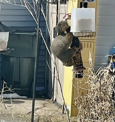 Sciurus niger