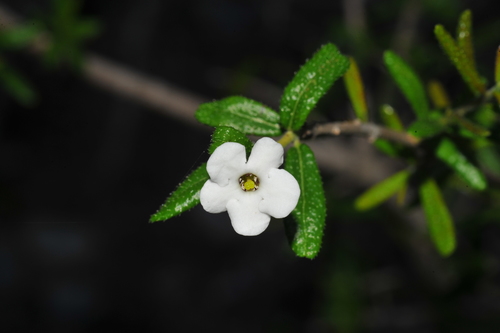 rough strongbark (Bourreria radula)