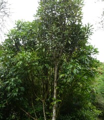 Pseudopanax lessonii